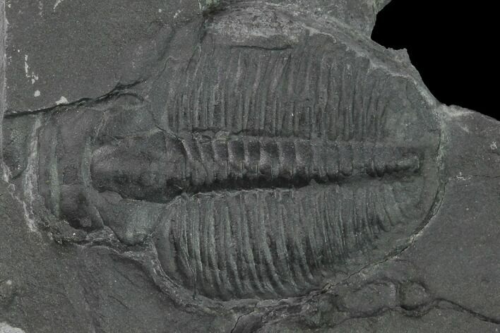 Elrathia Trilobite Molt Fossil - Utah - House Range #140138